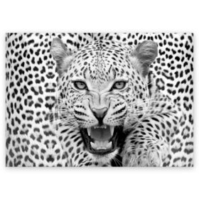 Поздравительная открытка с принтом Леопард в Новосибирске, 100% бумага | плотность бумаги 280 г/м2, матовая, на обратной стороне линовка и место для марки
 | animal | eyes | jaws | leopard | malicious | predator | spotted | teeth | wild | взгляд | дикий | животное | злой | клыки | леопард | оскал | пасть | пятнистый | хищник