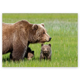 Поздравительная открытка с принтом Медведи в Новосибирске, 100% бумага | плотность бумаги 280 г/м2, матовая, на обратной стороне линовка и место для марки
 | animals | bears | children | family | green | meadow | mother | predators | дети | животные | зеленая | мама | медведи | поляна | семья | хищники