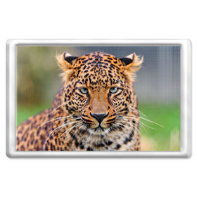 Магнит 45*70 с принтом Леопард в Новосибирске, Пластик | Размер: 78*52 мм; Размер печати: 70*45 | Тематика изображения на принте: animal | leopard | look | predator | spotted | wild | взгляд | дикий | животное | леопард | пятнистый | хищник