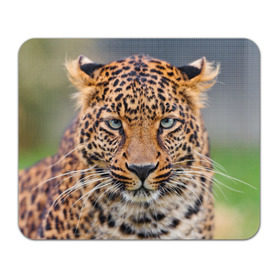 Коврик прямоугольный с принтом Леопард в Новосибирске, натуральный каучук | размер 230 х 185 мм; запечатка лицевой стороны | Тематика изображения на принте: animal | leopard | look | predator | spotted | wild | взгляд | дикий | животное | леопард | пятнистый | хищник