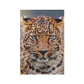 Обложка для паспорта матовая кожа с принтом Леопард в Новосибирске, натуральная матовая кожа | размер 19,3 х 13,7 см; прозрачные пластиковые крепления | animal | leopard | look | predator | spotted | wild | взгляд | дикий | животное | леопард | пятнистый | хищник