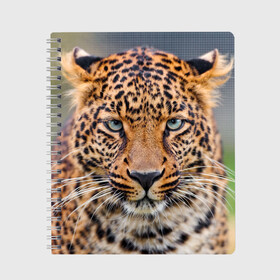 Тетрадь с принтом Леопард в Новосибирске, 100% бумага | 48 листов, плотность листов — 60 г/м2, плотность картонной обложки — 250 г/м2. Листы скреплены сбоку удобной пружинной спиралью. Уголки страниц и обложки скругленные. Цвет линий — светло-серый
 | animal | leopard | look | predator | spotted | wild | взгляд | дикий | животное | леопард | пятнистый | хищник
