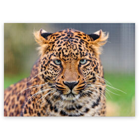 Поздравительная открытка с принтом Леопард в Новосибирске, 100% бумага | плотность бумаги 280 г/м2, матовая, на обратной стороне линовка и место для марки
 | animal | leopard | look | predator | spotted | wild | взгляд | дикий | животное | леопард | пятнистый | хищник
