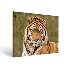 Холст прямоугольный с принтом Тигр в Новосибирске, 100% ПВХ |  | animal | predator | striped | tiger | view | wild | взгляд | дикий | животное | полосатый | тигр | хищник
