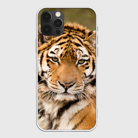 Чехол для iPhone 12 Pro Max с принтом Тигр в Новосибирске, Силикон |  | Тематика изображения на принте: animal | predator | striped | tiger | view | wild | взгляд | дикий | животное | полосатый | тигр | хищник