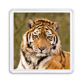 Магнит 55*55 с принтом Тигр в Новосибирске, Пластик | Размер: 65*65 мм; Размер печати: 55*55 мм | Тематика изображения на принте: animal | predator | striped | tiger | view | wild | взгляд | дикий | животное | полосатый | тигр | хищник