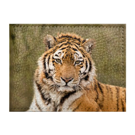 Обложка для студенческого билета с принтом Тигр в Новосибирске, натуральная кожа | Размер: 11*8 см; Печать на всей внешней стороне | Тематика изображения на принте: animal | predator | striped | tiger | view | wild | взгляд | дикий | животное | полосатый | тигр | хищник