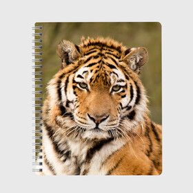 Тетрадь с принтом Тигр в Новосибирске, 100% бумага | 48 листов, плотность листов — 60 г/м2, плотность картонной обложки — 250 г/м2. Листы скреплены сбоку удобной пружинной спиралью. Уголки страниц и обложки скругленные. Цвет линий — светло-серый
 | animal | predator | striped | tiger | view | wild | взгляд | дикий | животное | полосатый | тигр | хищник