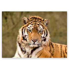 Поздравительная открытка с принтом Тигр в Новосибирске, 100% бумага | плотность бумаги 280 г/м2, матовая, на обратной стороне линовка и место для марки
 | animal | predator | striped | tiger | view | wild | взгляд | дикий | животное | полосатый | тигр | хищник
