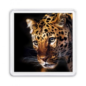 Магнит 55*55 с принтом Леопард в Новосибирске, Пластик | Размер: 65*65 мм; Размер печати: 55*55 мм | Тематика изображения на принте: animal | leopard | look | predator | spotted | wild | взгляд | дикий | животное | леопард | пятнистый | хищник