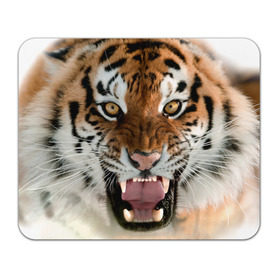 Коврик прямоугольный с принтом Тигр в Новосибирске, натуральный каучук | размер 230 х 185 мм; запечатка лицевой стороны | animal | predator | striped | tiger | view | wild | взгляд | дикий | животное | полосатый | тигр | хищник