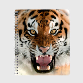 Тетрадь с принтом Тигр в Новосибирске, 100% бумага | 48 листов, плотность листов — 60 г/м2, плотность картонной обложки — 250 г/м2. Листы скреплены сбоку удобной пружинной спиралью. Уголки страниц и обложки скругленные. Цвет линий — светло-серый
 | animal | predator | striped | tiger | view | wild | взгляд | дикий | животное | полосатый | тигр | хищник