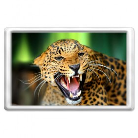 Магнит 45*70 с принтом Леопард в Новосибирске, Пластик | Размер: 78*52 мм; Размер печати: 70*45 | Тематика изображения на принте: animal | leopard | look | predator | spotted | wild | взгляд | дикий | животное | леопард | пятнистый | хищник