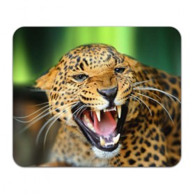 Коврик прямоугольный с принтом Леопард в Новосибирске, натуральный каучук | размер 230 х 185 мм; запечатка лицевой стороны | animal | leopard | look | predator | spotted | wild | взгляд | дикий | животное | леопард | пятнистый | хищник