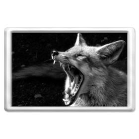 Магнит 45*70 с принтом Лиса в Новосибирске, Пластик | Размер: 78*52 мм; Размер печати: 70*45 | animal | bw | fox | jaws | predator | sly | teeth | wild | yawn | дикая | животное | зевает | зубы | лиса | пасть | хитрая | хищник | чб