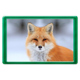 Магнит 45*70 с принтом Лиса в Новосибирске, Пластик | Размер: 78*52 мм; Размер печати: 70*45 | Тематика изображения на принте: animal | fox | look | predator | red | sly | wild | взгляд | дикая | животное | лиса | рыжая | хитрая | хищник