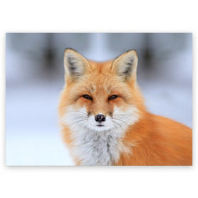 Поздравительная открытка с принтом Лиса в Новосибирске, 100% бумага | плотность бумаги 280 г/м2, матовая, на обратной стороне линовка и место для марки
 | animal | fox | look | predator | red | sly | wild | взгляд | дикая | животное | лиса | рыжая | хитрая | хищник