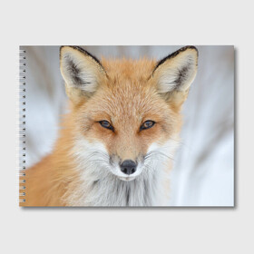 Альбом для рисования с принтом Лиса в Новосибирске, 100% бумага
 | матовая бумага, плотность 200 мг. | animal | baby | fox | look | predator | red | sly | wild | взгляд | дикая | животное | лиса | малыш | рыжая | хитрая | хищник