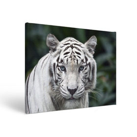 Холст прямоугольный с принтом Белый тигр в Новосибирске, 100% ПВХ |  | Тематика изображения на принте: animal | jungle | look | predator | tiger | white | wild | белый | взгляд | джунгли | дикий | животное | тигр | хищник