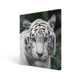 Холст квадратный с принтом Белый тигр в Новосибирске, 100% ПВХ |  | Тематика изображения на принте: animal | jungle | look | predator | tiger | white | wild | белый | взгляд | джунгли | дикий | животное | тигр | хищник