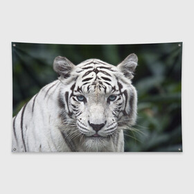 Флаг-баннер с принтом Белый тигр в Новосибирске, 100% полиэстер | размер 67 х 109 см, плотность ткани — 95 г/м2; по краям флага есть четыре люверса для крепления | animal | jungle | look | predator | tiger | white | wild | белый | взгляд | джунгли | дикий | животное | тигр | хищник