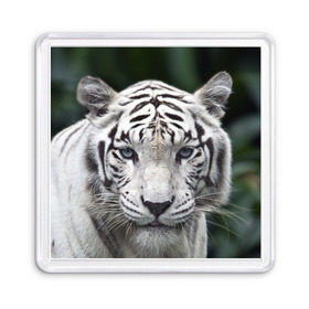 Магнит 55*55 с принтом Белый тигр в Новосибирске, Пластик | Размер: 65*65 мм; Размер печати: 55*55 мм | Тематика изображения на принте: animal | jungle | look | predator | tiger | white | wild | белый | взгляд | джунгли | дикий | животное | тигр | хищник