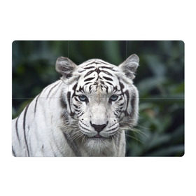 Магнитный плакат 3Х2 с принтом Белый тигр в Новосибирске, Полимерный материал с магнитным слоем | 6 деталей размером 9*9 см | Тематика изображения на принте: animal | jungle | look | predator | tiger | white | wild | белый | взгляд | джунгли | дикий | животное | тигр | хищник