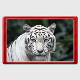 Магнит 45*70 с принтом Белый тигр в Новосибирске, Пластик | Размер: 78*52 мм; Размер печати: 70*45 | Тематика изображения на принте: animal | jungle | look | predator | tiger | white | wild | белый | взгляд | джунгли | дикий | животное | тигр | хищник