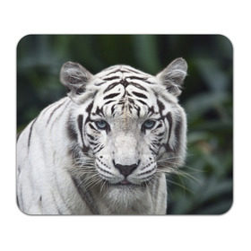 Коврик прямоугольный с принтом Белый тигр в Новосибирске, натуральный каучук | размер 230 х 185 мм; запечатка лицевой стороны | animal | jungle | look | predator | tiger | white | wild | белый | взгляд | джунгли | дикий | животное | тигр | хищник