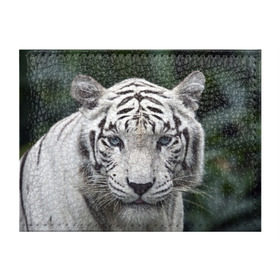 Обложка для студенческого билета с принтом Белый тигр в Новосибирске, натуральная кожа | Размер: 11*8 см; Печать на всей внешней стороне | Тематика изображения на принте: animal | jungle | look | predator | tiger | white | wild | белый | взгляд | джунгли | дикий | животное | тигр | хищник