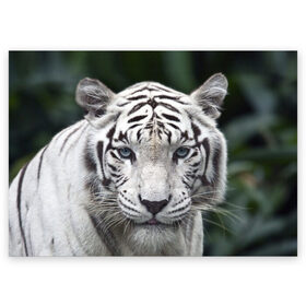Поздравительная открытка с принтом Белый тигр в Новосибирске, 100% бумага | плотность бумаги 280 г/м2, матовая, на обратной стороне линовка и место для марки
 | animal | jungle | look | predator | tiger | white | wild | белый | взгляд | джунгли | дикий | животное | тигр | хищник