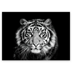 Поздравительная открытка с принтом Тигр в Новосибирске, 100% бумага | плотность бумаги 280 г/м2, матовая, на обратной стороне линовка и место для марки
 | animal | black   white | look | predator | tiger | wild | взгляд | дикий | животное | тигр | хищник | черно   белый