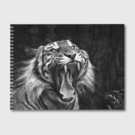 Альбом для рисования с принтом Тигр в Новосибирске, 100% бумага
 | матовая бумага, плотность 200 мг. | animal | black   white | fangs | jaws | jungle | predator | teeth | tiger | wild | джунгли | дикий | животное | клыки | оскал | пасть | тигр | хищник | черно   белый
