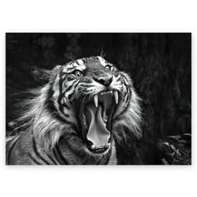 Поздравительная открытка с принтом Тигр в Новосибирске, 100% бумага | плотность бумаги 280 г/м2, матовая, на обратной стороне линовка и место для марки
 | Тематика изображения на принте: animal | black   white | fangs | jaws | jungle | predator | teeth | tiger | wild | джунгли | дикий | животное | клыки | оскал | пасть | тигр | хищник | черно   белый