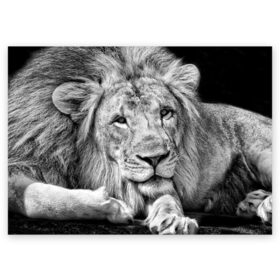 Поздравительная открытка с принтом Лев в Новосибирске, 100% бумага | плотность бумаги 280 г/м2, матовая, на обратной стороне линовка и место для марки
 | animal | black   white | king | lies | lion | look | predator | wild | взгляд | дикий | животное | зверь | лев | лежит | хищник | царь | черно   белый