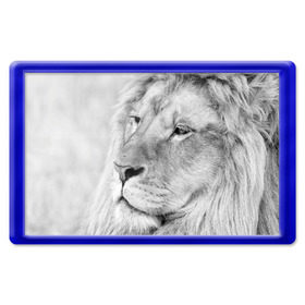 Магнит 45*70 с принтом Лев в Новосибирске, Пластик | Размер: 78*52 мм; Размер печати: 70*45 | animal | black   white | king | lion | look | predator | wild | взгляд | дикий | животное | зверь | лев | хищник | царь | черно   белый