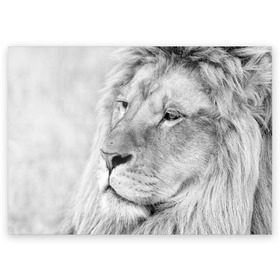 Поздравительная открытка с принтом Лев в Новосибирске, 100% бумага | плотность бумаги 280 г/м2, матовая, на обратной стороне линовка и место для марки
 | animal | black   white | king | lion | look | predator | wild | взгляд | дикий | животное | зверь | лев | хищник | царь | черно   белый
