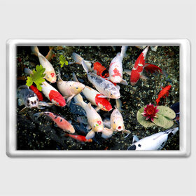 Магнит 45*70 с принтом Koi Fish (карпы кои) в Новосибирске, Пластик | Размер: 78*52 мм; Размер печати: 70*45 | Тематика изображения на принте: bright | brocade | carp | color | decorative | depth | exotic | fish | koi | koi fish | sea | water | вода | глубина | декоративные | карпы | кои | море | парчовый | рыбки | цвет | экзотические | яркий