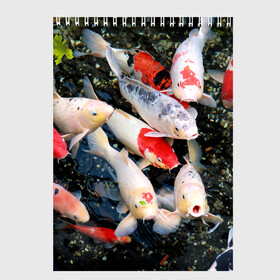 Скетчбук с принтом Koi Fish (карпы кои) в Новосибирске, 100% бумага
 | 48 листов, плотность листов — 100 г/м2, плотность картонной обложки — 250 г/м2. Листы скреплены сверху удобной пружинной спиралью | Тематика изображения на принте: bright | brocade | carp | color | decorative | depth | exotic | fish | koi | koi fish | sea | water | вода | глубина | декоративные | карпы | кои | море | парчовый | рыбки | цвет | экзотические | яркий