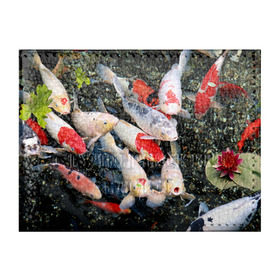 Обложка для студенческого билета с принтом Koi Fish (карпы кои) в Новосибирске, натуральная кожа | Размер: 11*8 см; Печать на всей внешней стороне | Тематика изображения на принте: bright | brocade | carp | color | decorative | depth | exotic | fish | koi | koi fish | sea | water | вода | глубина | декоративные | карпы | кои | море | парчовый | рыбки | цвет | экзотические | яркий