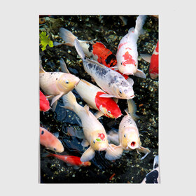 Постер с принтом Koi Fish (карпы кои) в Новосибирске, 100% бумага
 | бумага, плотность 150 мг. Матовая, но за счет высокого коэффициента гладкости имеет небольшой блеск и дает на свету блики, но в отличии от глянцевой бумаги не покрыта лаком | bright | brocade | carp | color | decorative | depth | exotic | fish | koi | koi fish | sea | water | вода | глубина | декоративные | карпы | кои | море | парчовый | рыбки | цвет | экзотические | яркий