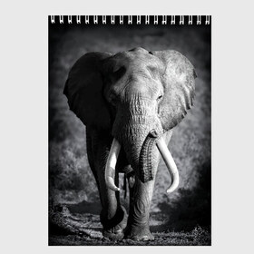 Скетчбук с принтом Слон в Новосибирске, 100% бумага
 | 48 листов, плотность листов — 100 г/м2, плотность картонной обложки — 250 г/м2. Листы скреплены сверху удобной пружинной спиралью | africa | animal | big | black   white | elephant | go | road | savannah | wild | африка | большой | дикий | дорога | животное | идет | саванна | слон | черно   белый