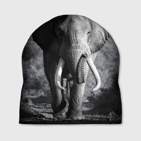 Шапка 3D с принтом Слон в Новосибирске, 100% полиэстер | универсальный размер, печать по всей поверхности изделия | Тематика изображения на принте: africa | animal | big | black   white | elephant | go | road | savannah | wild | африка | большой | дикий | дорога | животное | идет | саванна | слон | черно   белый