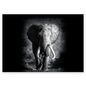 Поздравительная открытка с принтом Слон в Новосибирске, 100% бумага | плотность бумаги 280 г/м2, матовая, на обратной стороне линовка и место для марки
 | Тематика изображения на принте: africa | animal | big | black   white | elephant | go | road | savannah | wild | африка | большой | дикий | дорога | животное | идет | саванна | слон | черно   белый