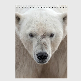 Скетчбук с принтом Белый медведь в Новосибирске, 100% бумага
 | 48 листов, плотность листов — 100 г/м2, плотность картонной обложки — 250 г/м2. Листы скреплены сверху удобной пружинной спиралью | animal | bear | eyes | head | north | polar | predator | white | wild | белый | взгляд | голова | дикий | животное | медведь | полярный | север | хищник