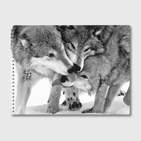 Альбом для рисования с принтом Волчья семья в Новосибирске, 100% бумага
 | матовая бумага, плотность 200 мг. | Тематика изображения на принте: animals | black   white | family | love | predators | wild | wolves | волки | дикие | животные | любовь | семья | хищники | черно   белый