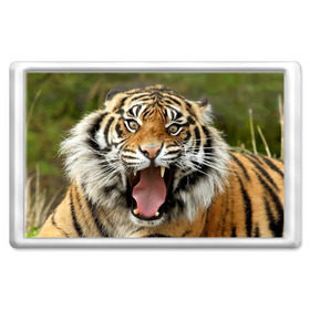 Магнит 45*70 с принтом Тигр в Новосибирске, Пластик | Размер: 78*52 мм; Размер печати: 70*45 | angry | animal | beast | jaws | predator | teeth | tiger | животное | зверь | злой | клыки | оскал | пасть | тигр | хищник
