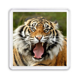 Магнит 55*55 с принтом Тигр в Новосибирске, Пластик | Размер: 65*65 мм; Размер печати: 55*55 мм | angry | animal | beast | jaws | predator | teeth | tiger | животное | зверь | злой | клыки | оскал | пасть | тигр | хищник