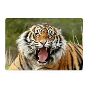 Магнитный плакат 3Х2 с принтом Тигр в Новосибирске, Полимерный материал с магнитным слоем | 6 деталей размером 9*9 см | angry | animal | beast | jaws | predator | teeth | tiger | животное | зверь | злой | клыки | оскал | пасть | тигр | хищник