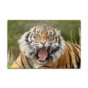 Пазл магнитный 126 элементов с принтом Тигр в Новосибирске, полимерный материал с магнитным слоем | 126 деталей, размер изделия —  180*270 мм | Тематика изображения на принте: angry | animal | beast | jaws | predator | teeth | tiger | животное | зверь | злой | клыки | оскал | пасть | тигр | хищник